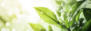 Antioxidant Protection: Your Skin's Winter Defense System